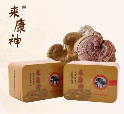 批发海拔800米一星秘制灵芝养生茶 天然免疫调节与抗疲劳之选